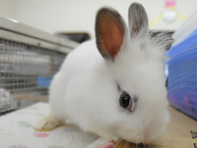 静岡市立 日本平動物園