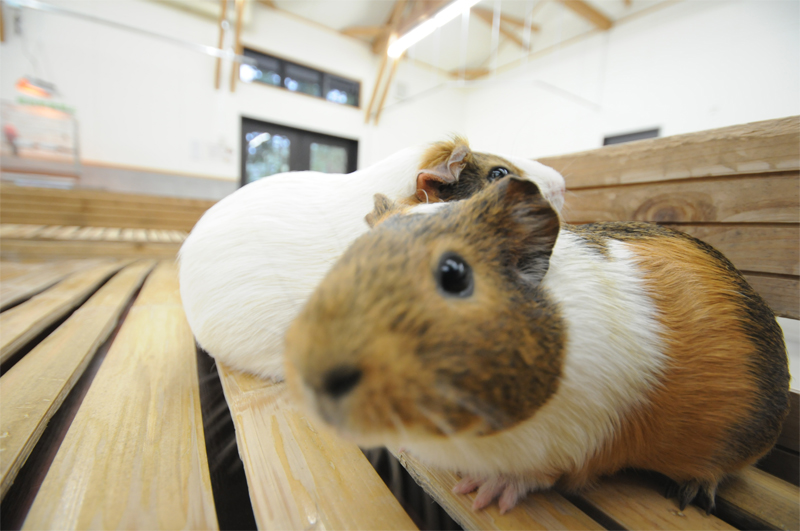 静岡市立 日本平動物園