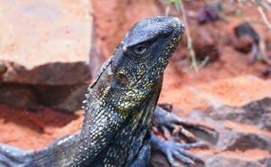 体感型動物園 izoo