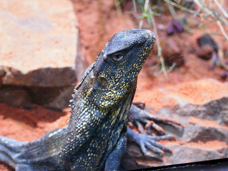 体感型動物園 iZoo