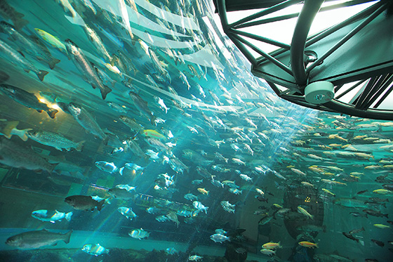 森の中の水族館。山梨県立富士湧水の里水族館