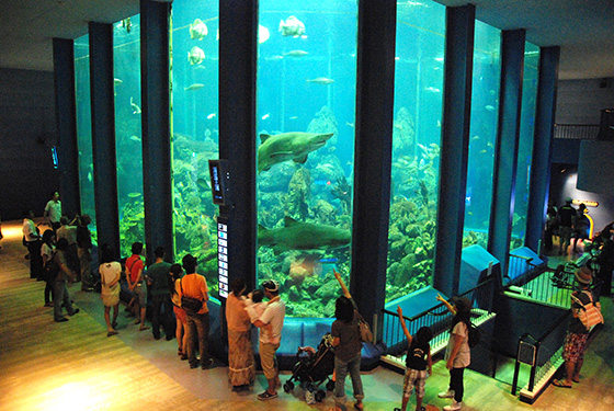 水族館特集 Tnc 水族館特集 Tnc