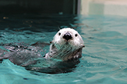 鳥羽水族館