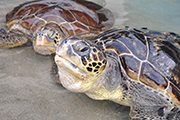 新江ノ島水族館