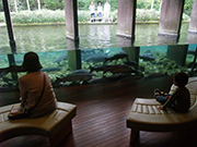 森の中の水族館。山梨県立富士湧水の里水族館