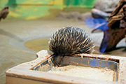 沼津港深海水族館 シーラカンス・ミュージアム