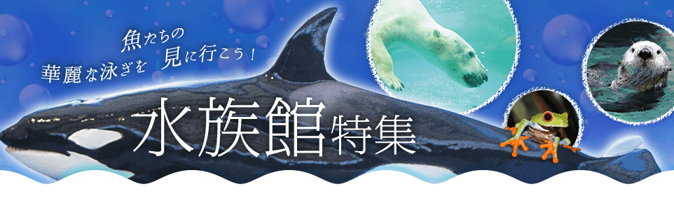 迫力のシャチやシロイルカがいる名古屋港水族館や極地動物園があるのんほいパーク、淡水魚の水族館やジュゴンを日本で唯一飼育している鳥羽水族館をご紹介。