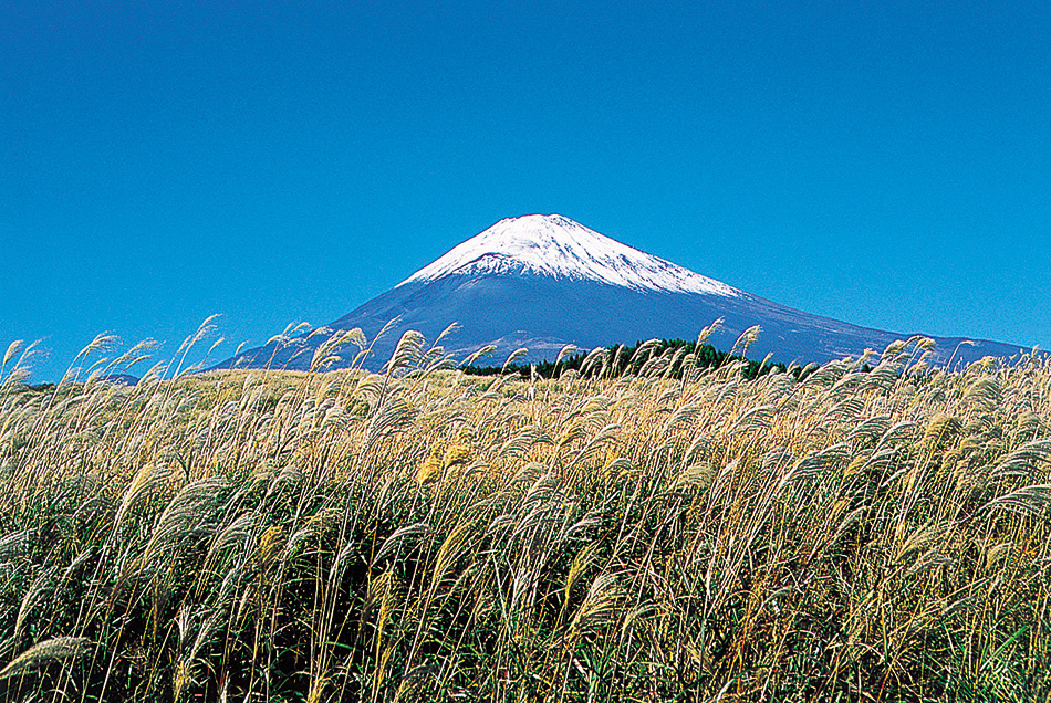 ススキと富士山