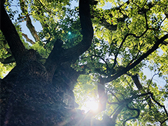 東福山 西光寺