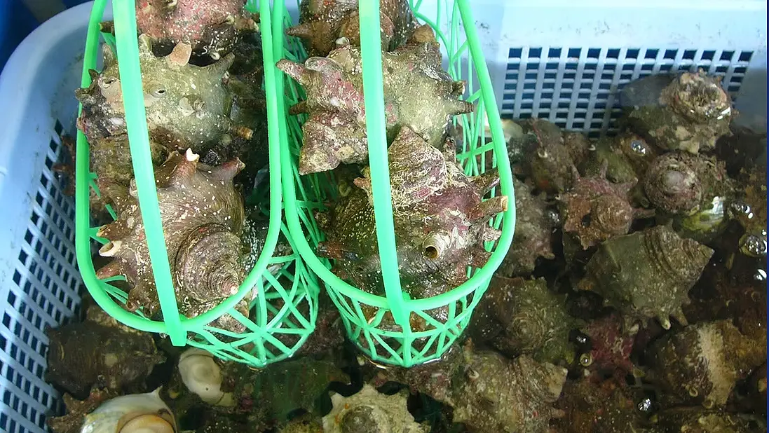 伊豆漁協直営店　​漁協直売所